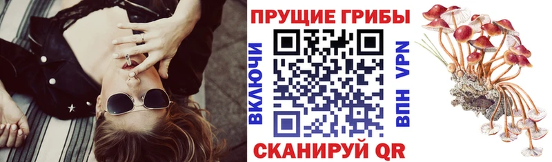 Псилоцибиновые грибы Psilocybine cubensis наркотики Сорочинск
